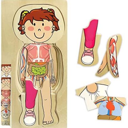 wooden anatomy puzzle for girls