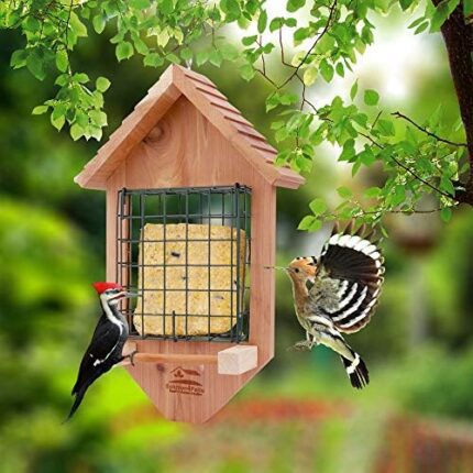 Suet bird feeder